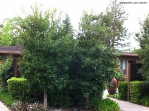 Tristaniopsis laurina 'Elegant' - standard group